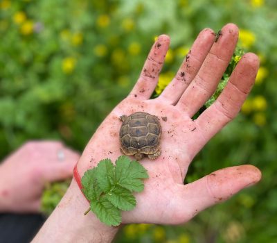 חיים צעירים בגינת העץ