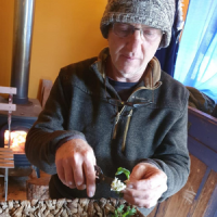 מוסלי אריאלי