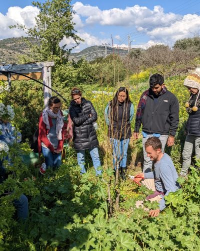 קורס מגדלים חיים מעלה צביה